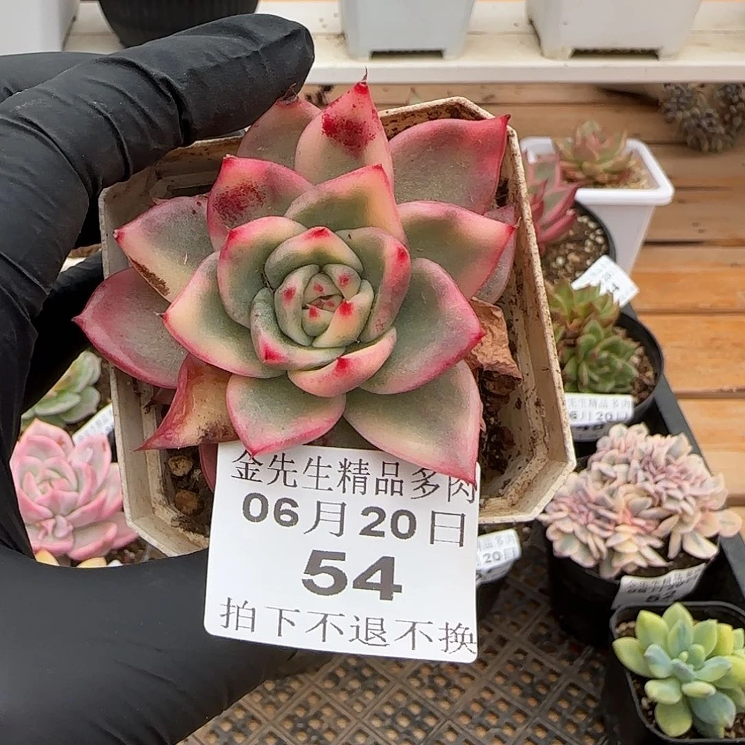 0620-54祝福锦单头