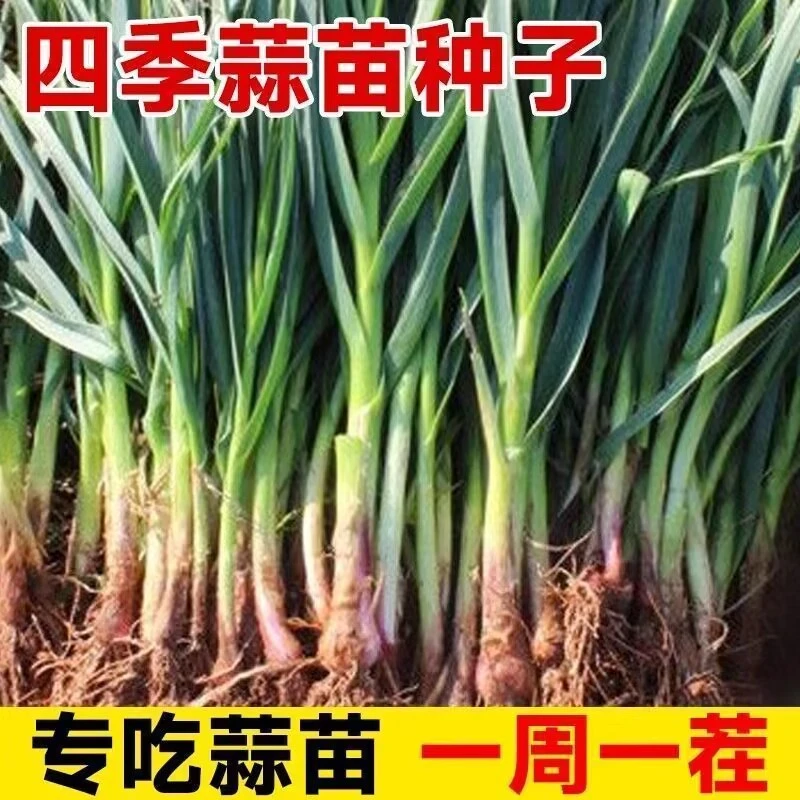 【全店满5包包邮】四季宽叶红皮蒜苗种子 红根紫皮