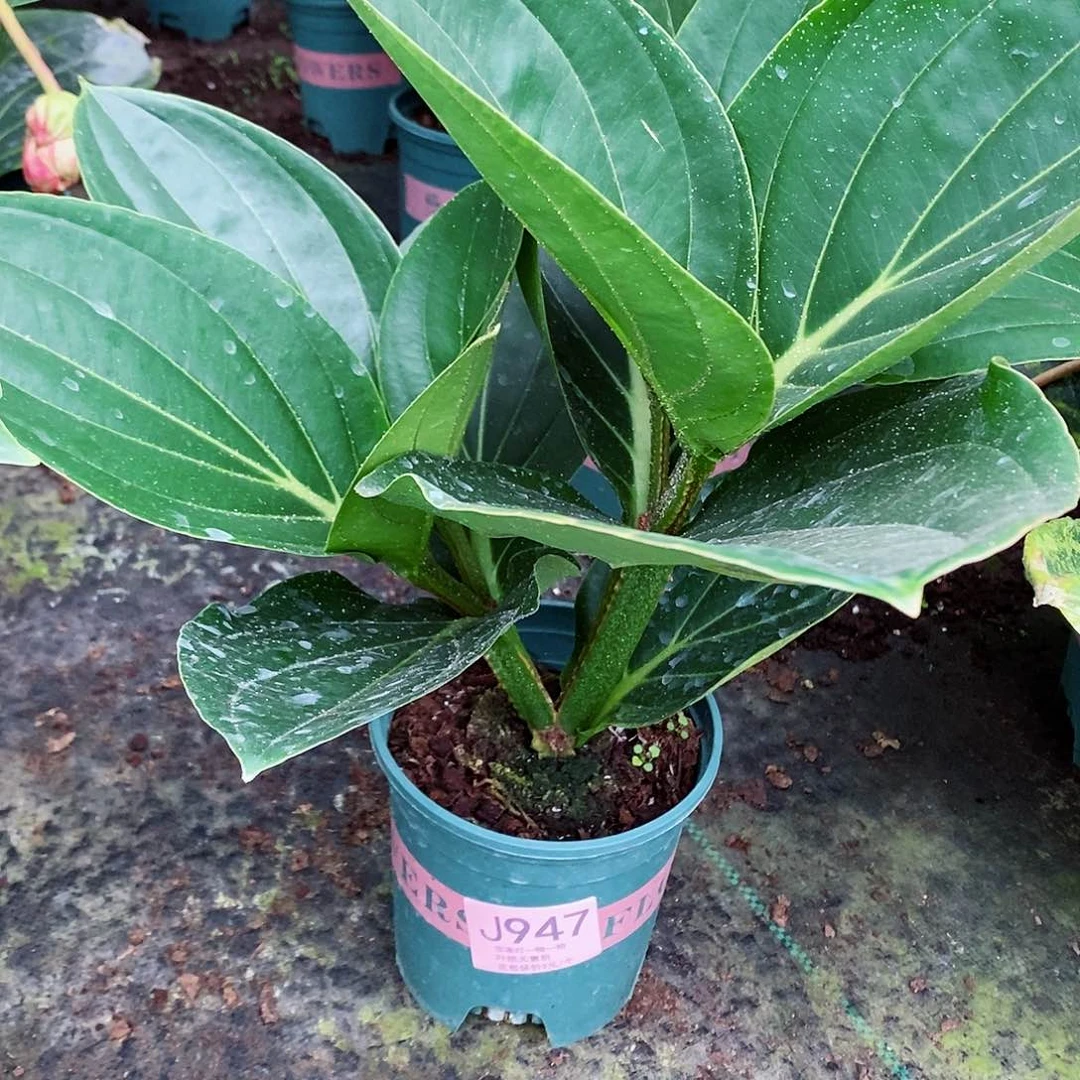 无花朵罗*木本花卉947