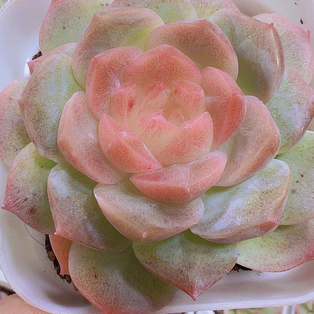 冰心梦幻泡影19包邮多肉植物