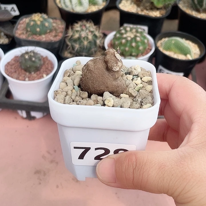 梅**壹729产地一叶龟块根