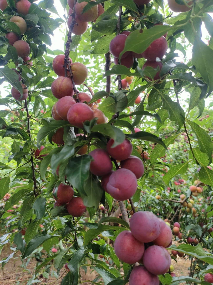 樱桃李酸甜酥脆鲜果