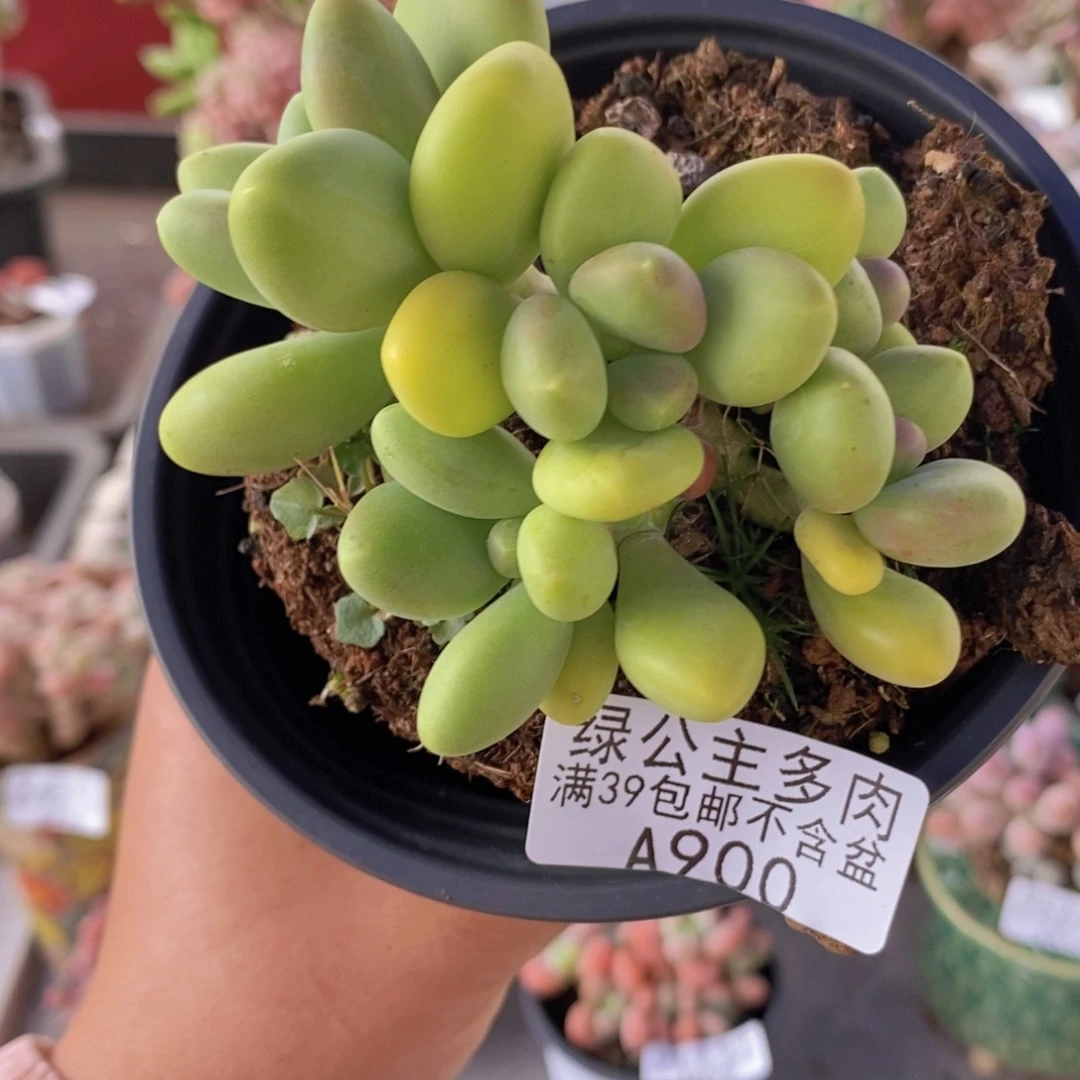 kk奶8cm900多肉植物