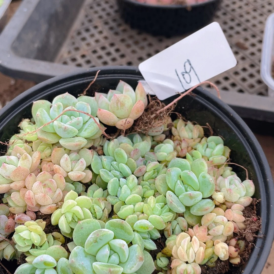 多肉植物多肉植物109