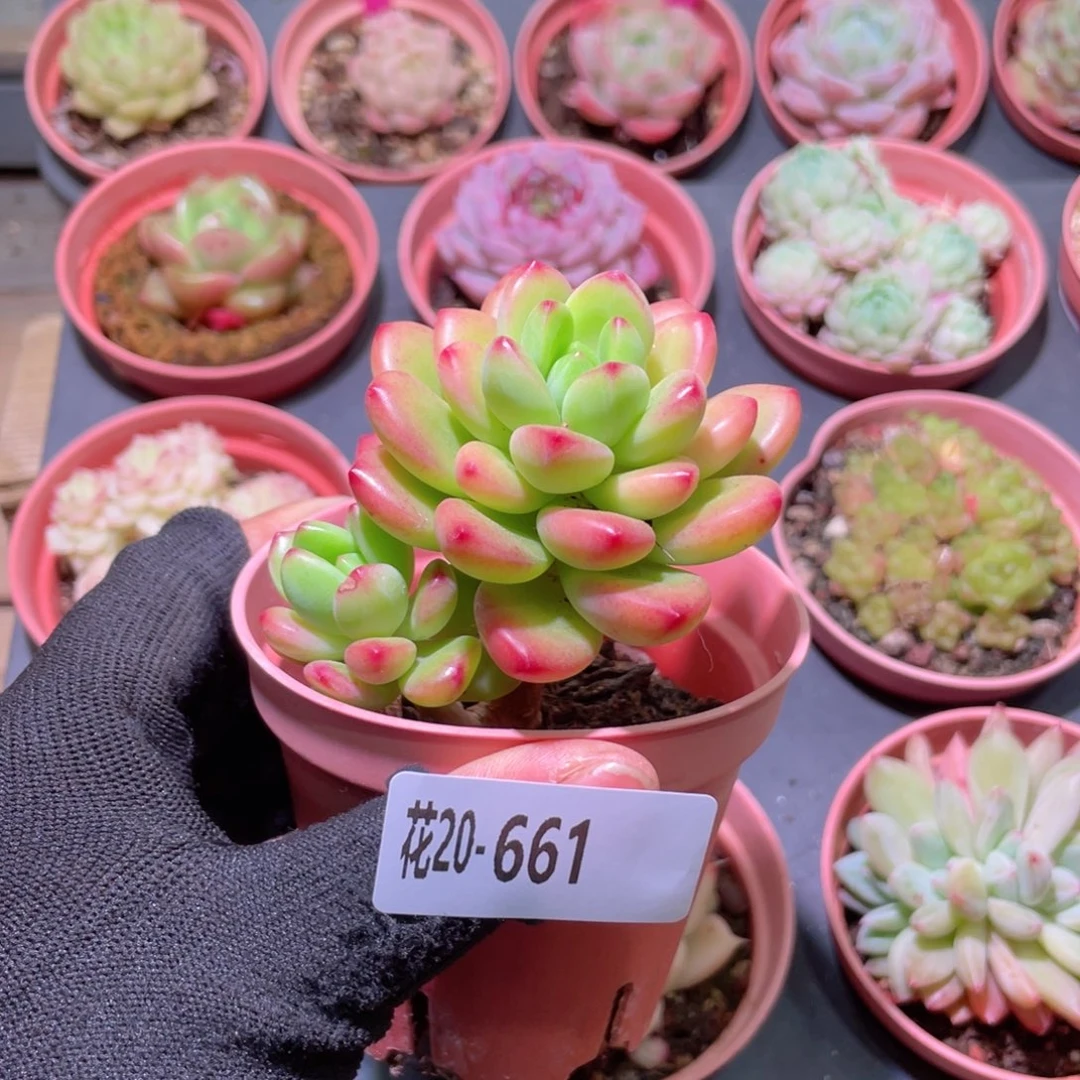花利美20-661香格里拉