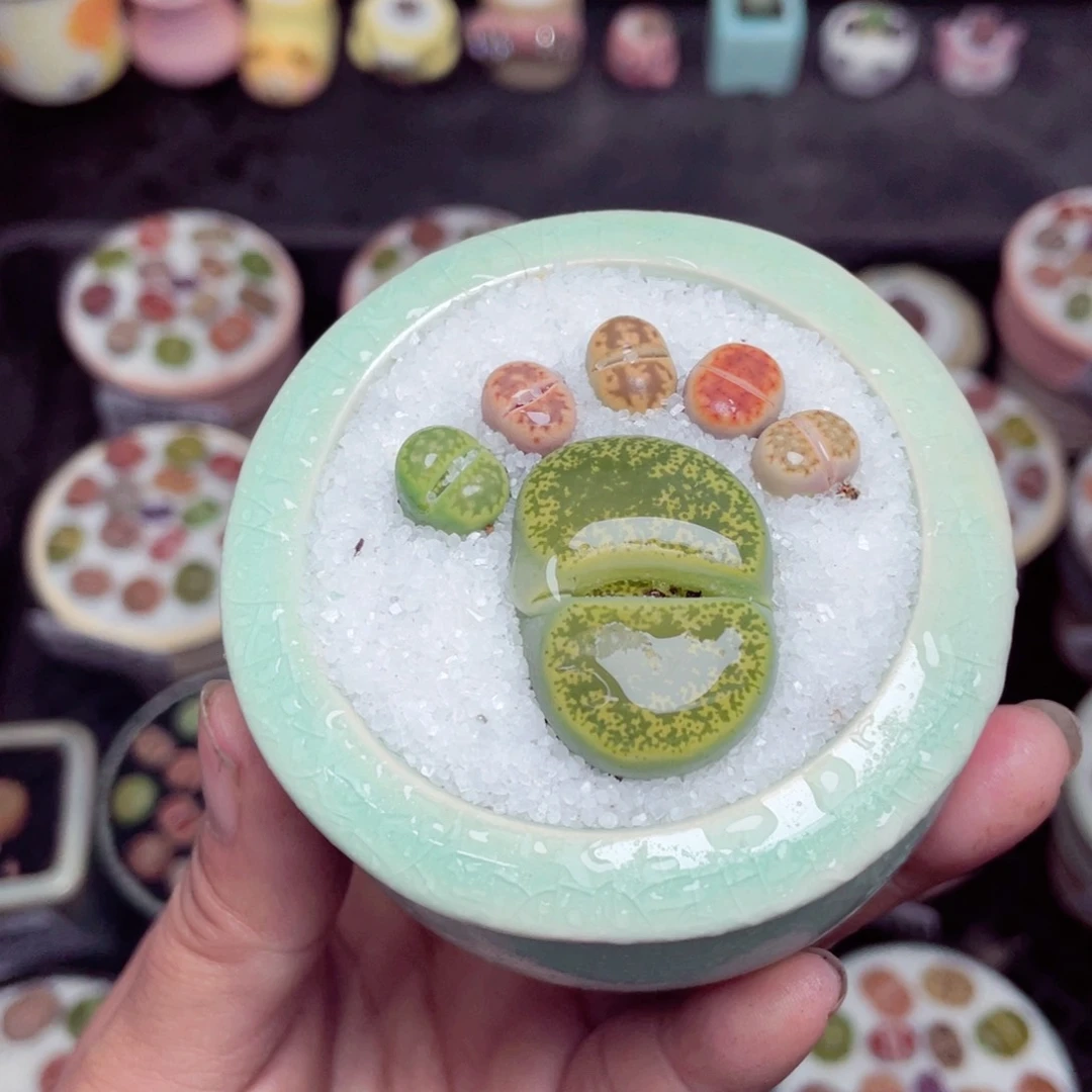 晨****w8857 带盆土发货-零下地区拍保温箱