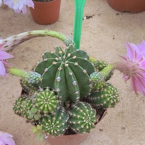 班*仙人掌彩草A091摘花脱土发货