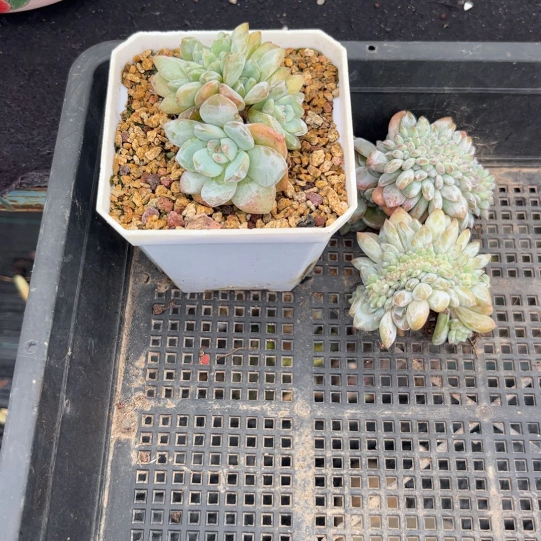 四****多肉植物111111111111