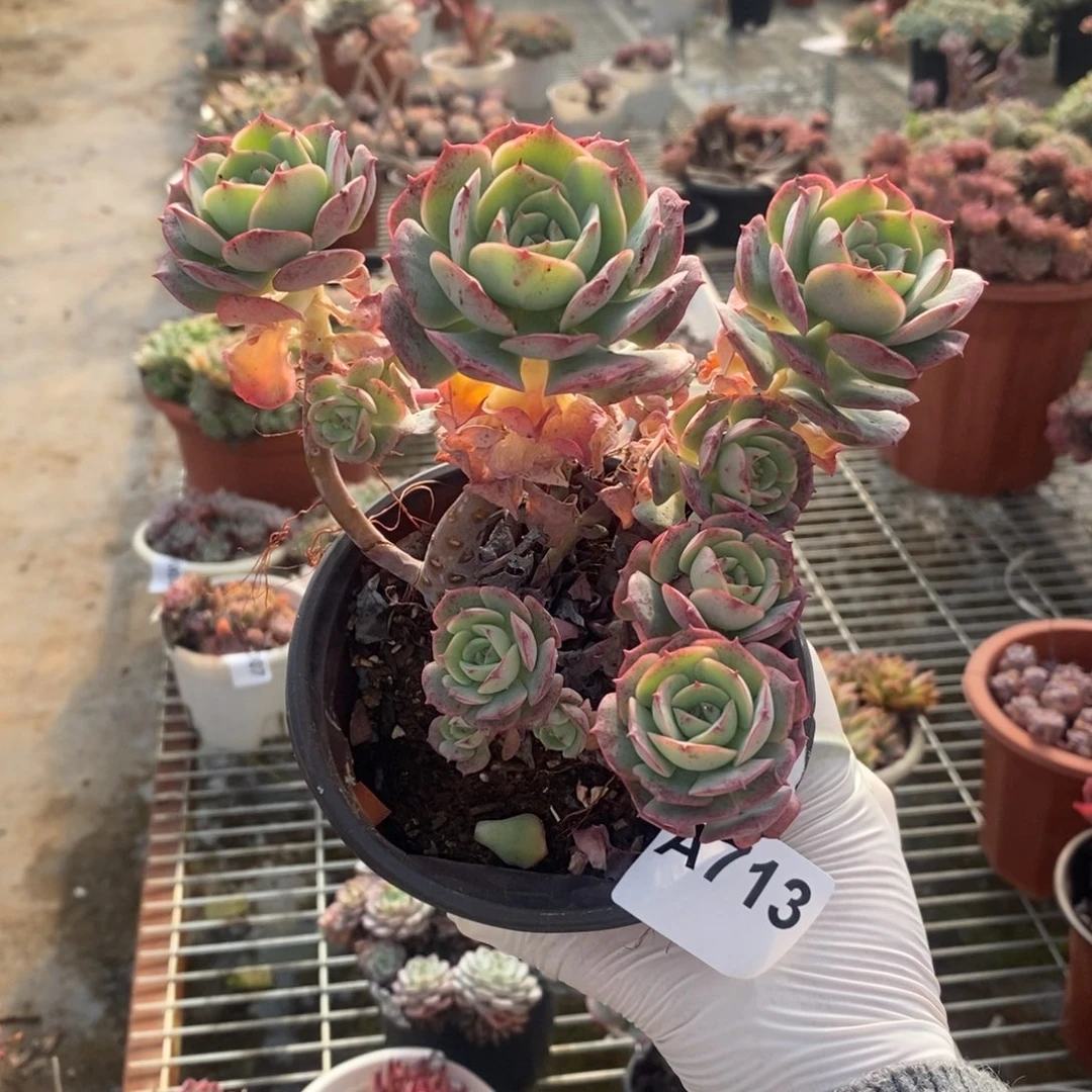 713克罗地亚玫瑰一物一拍