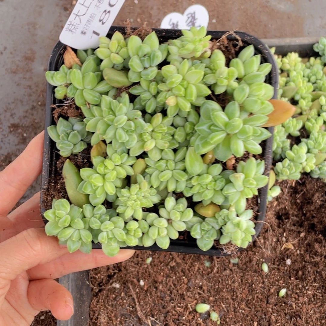 糕大上多肉植物180