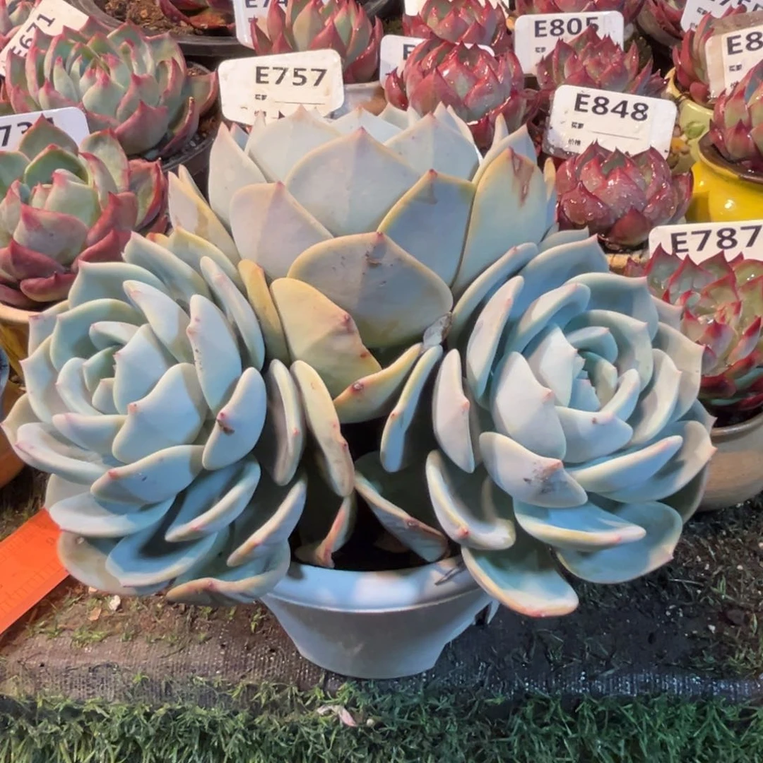 凤橙多肉植物栽培技术