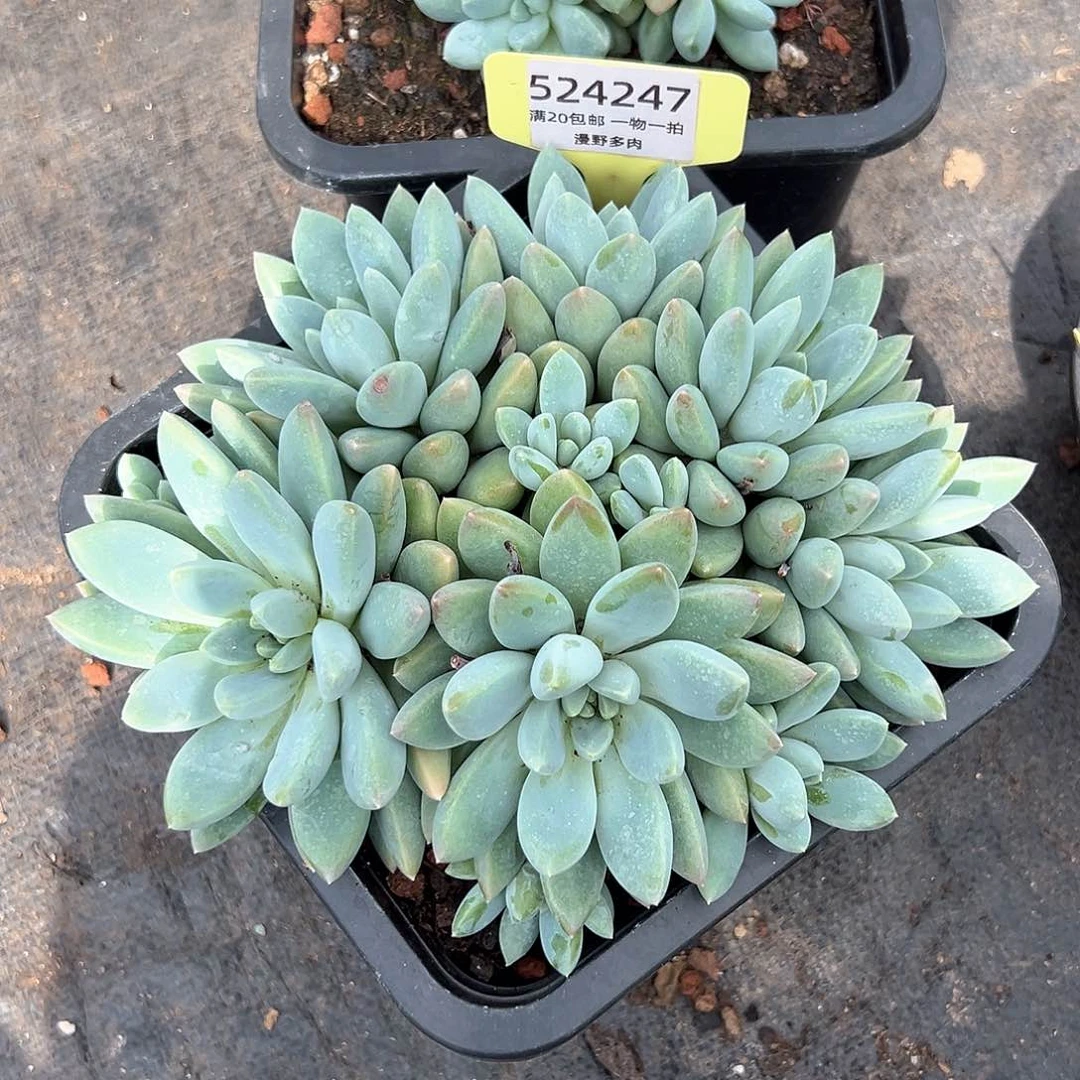 524247 大叶奶糖群生10头无砍群