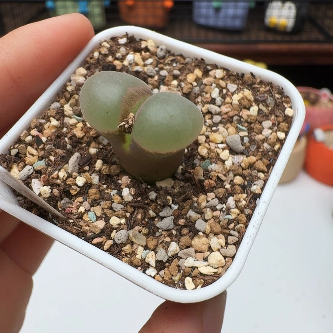 多肉植物福利风铃977