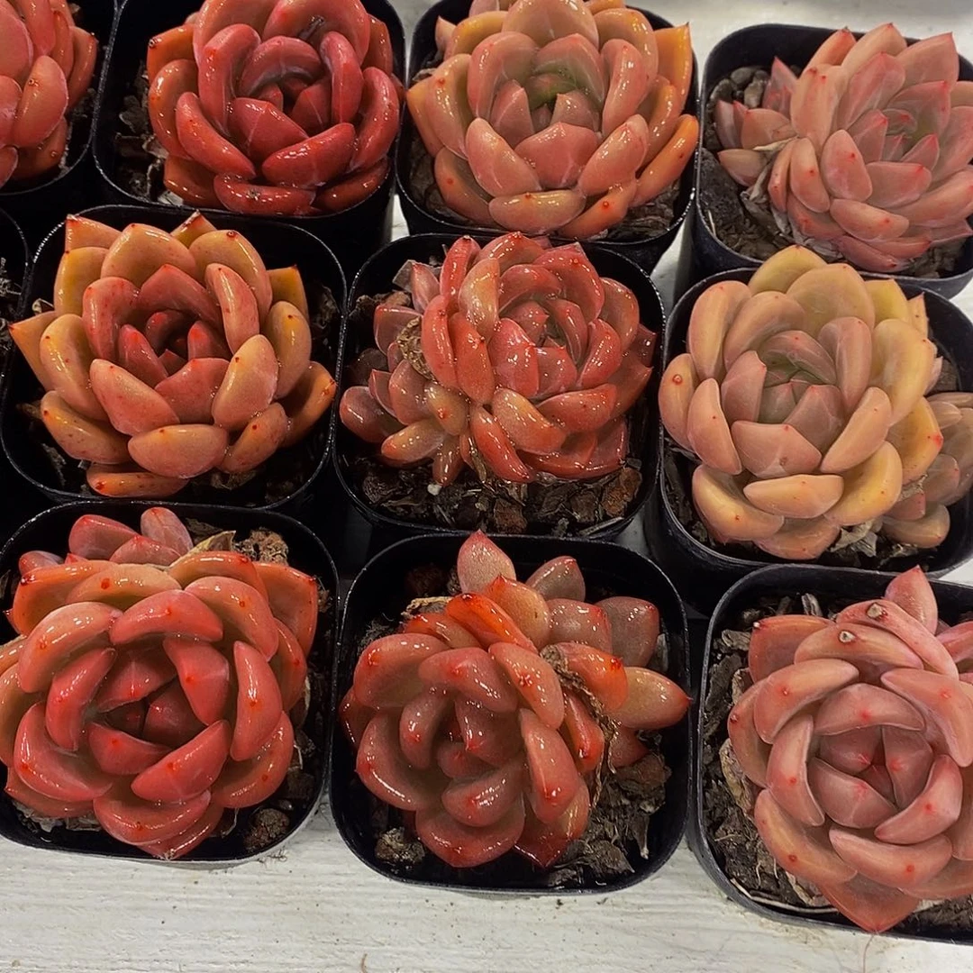 24-精品奶油果冻香槟两个