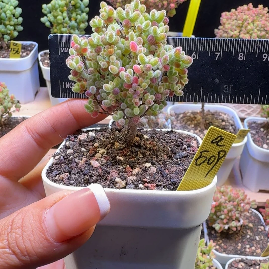 a509号橘子糖冠服5.5厘米左右