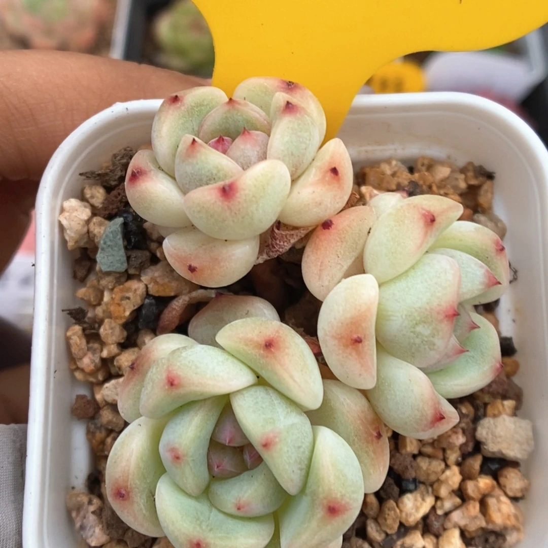 蜜糖甜心可拍871号。