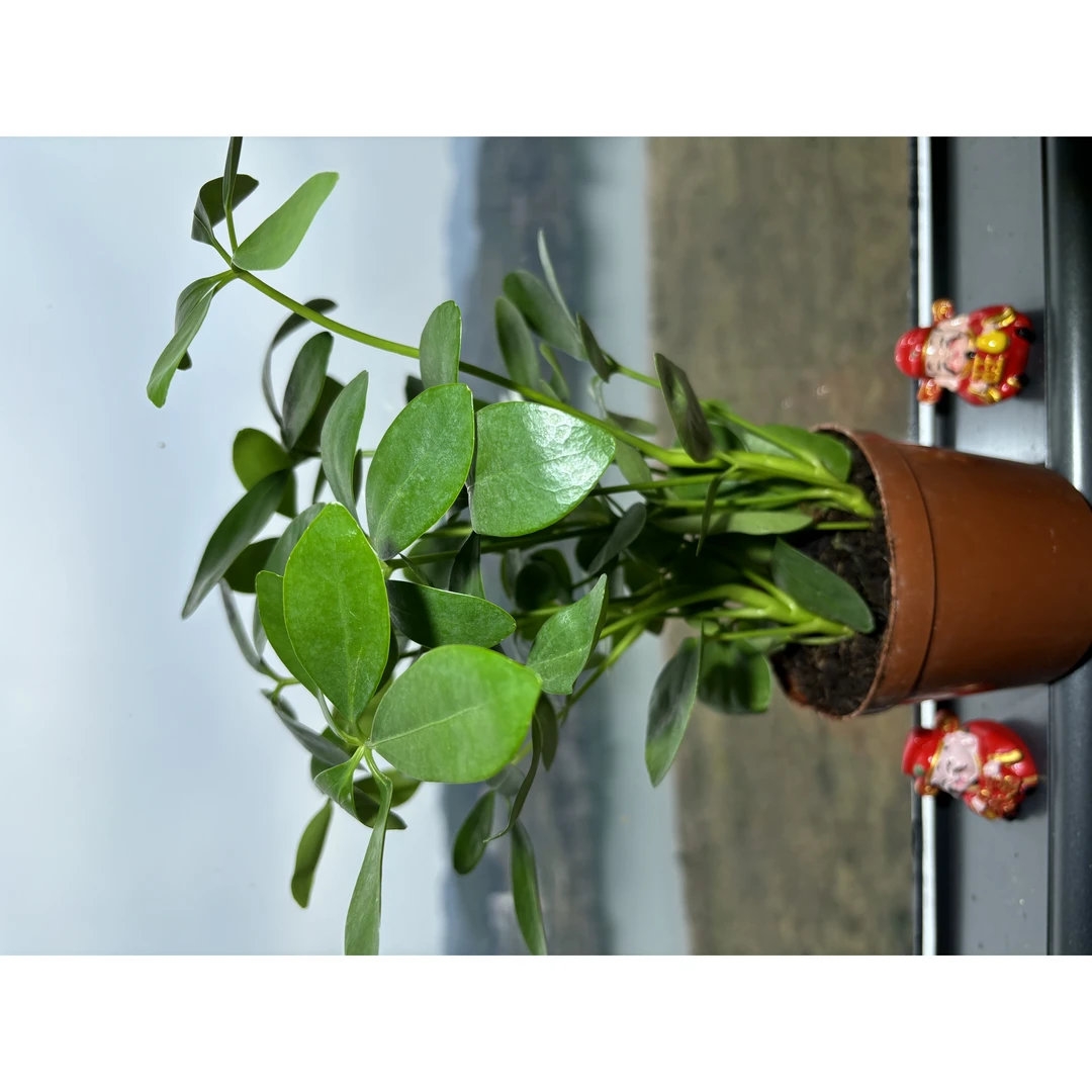 八方来财绿植盆栽室内桌面鸭脚木盆栽七叶莲客厅阳台发财树吸甲醛