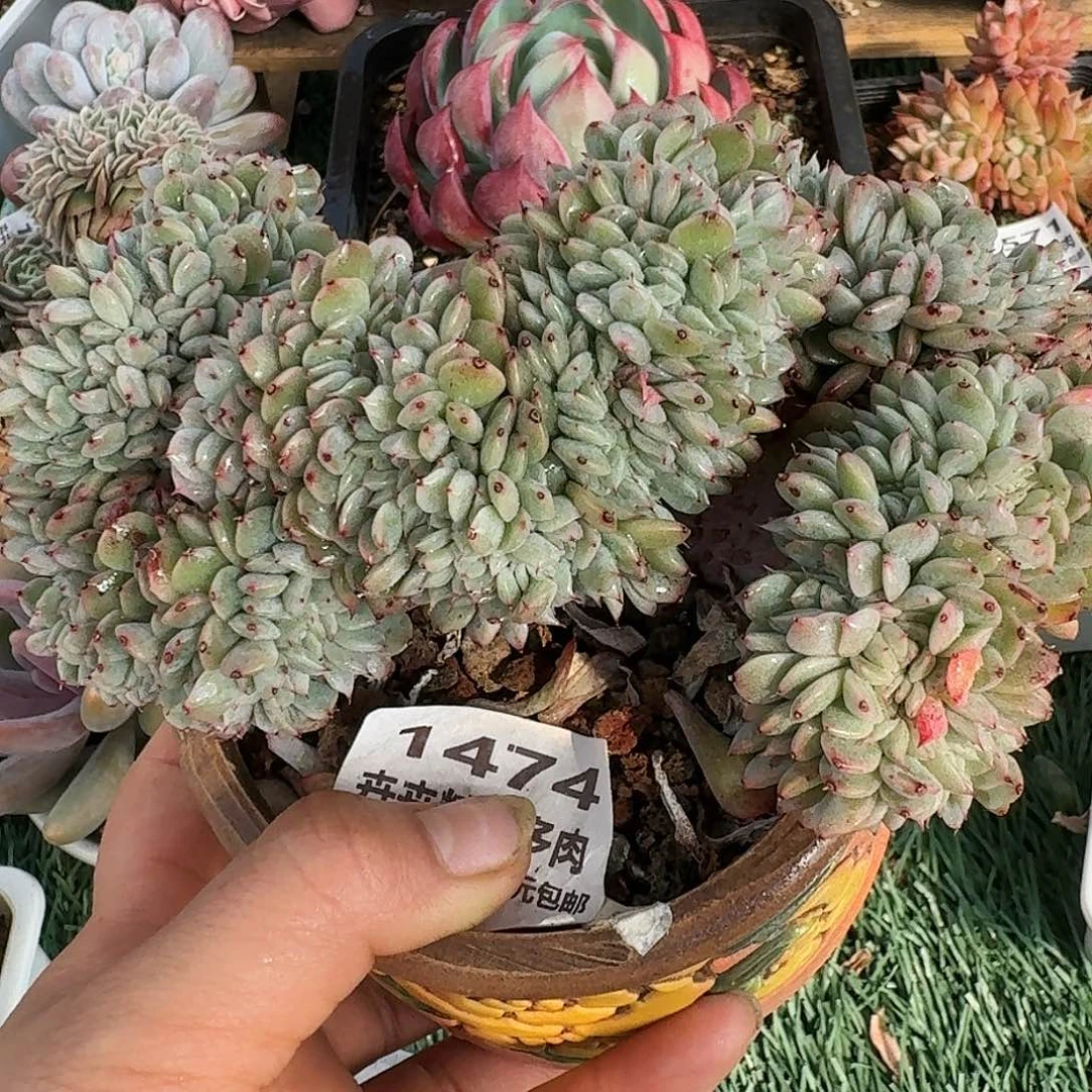 1474一物一拍（满28包邮）