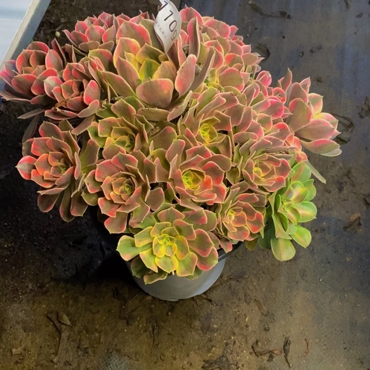 男神多肉断头不包1109