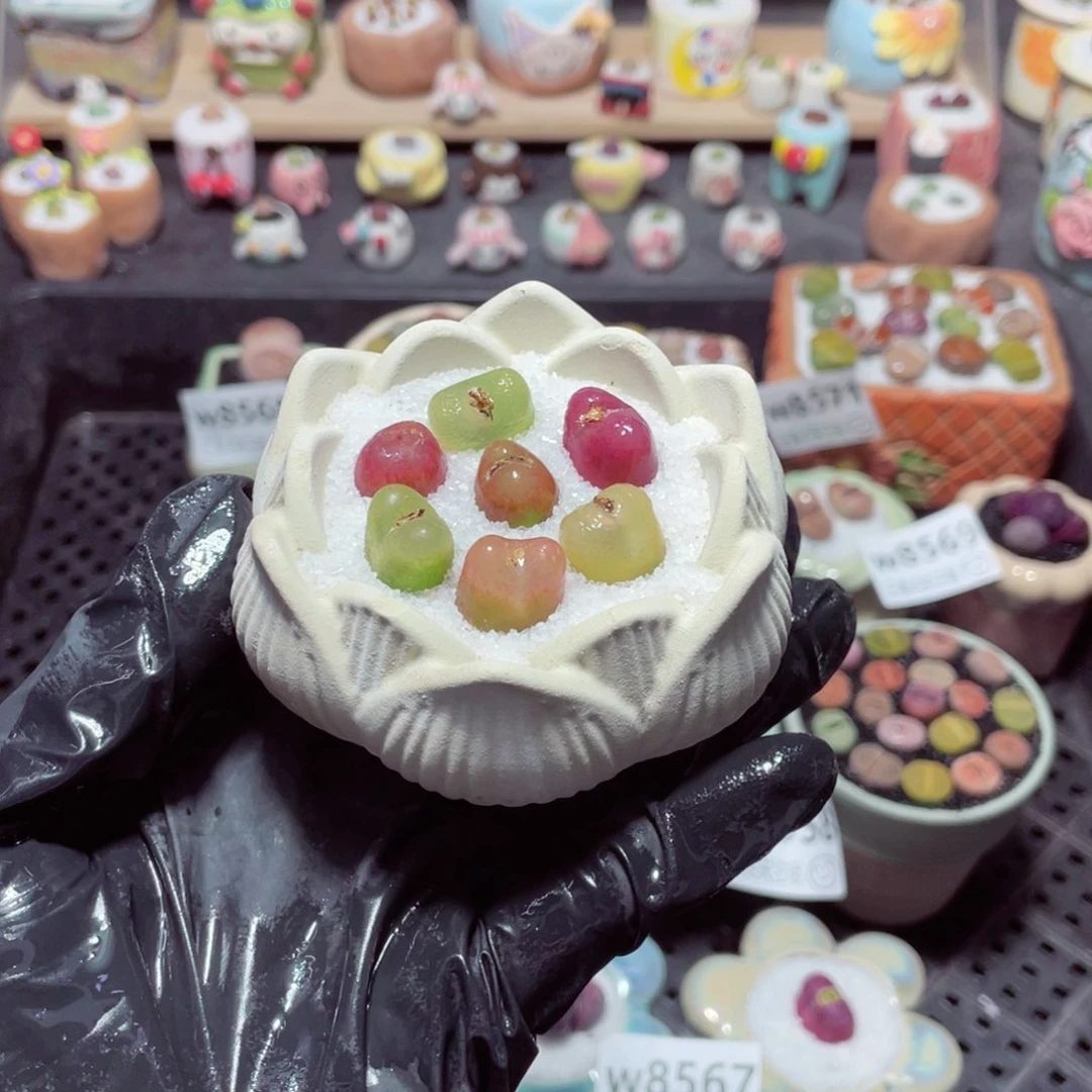 w8573 带盆土发货-零下地区拍保温箱