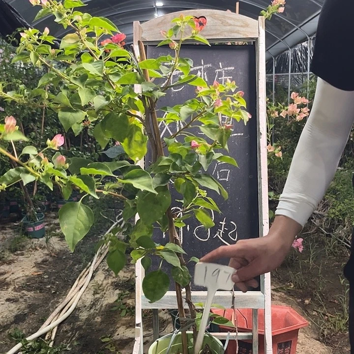 无花朵三角梅三角梅197