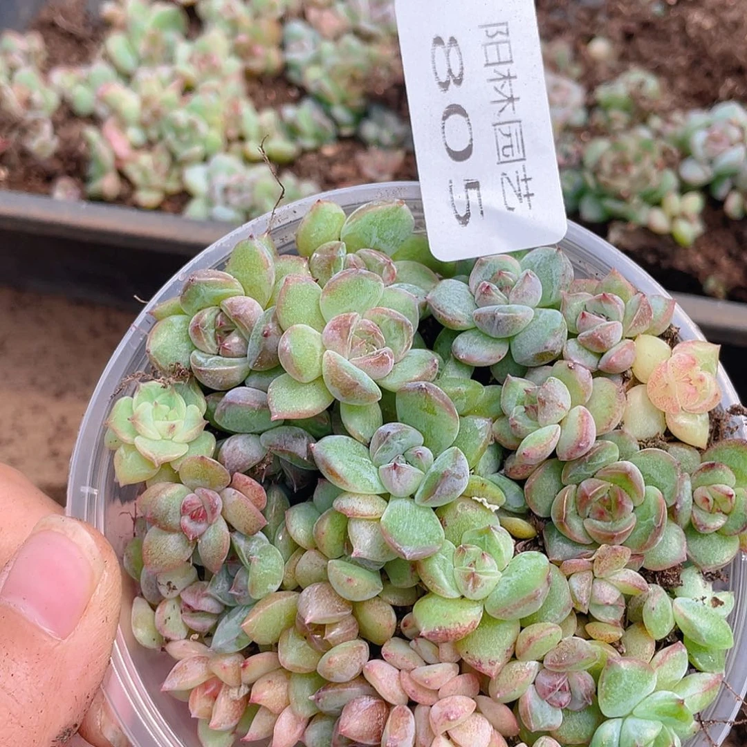 奶****多肉植物多肉植物805