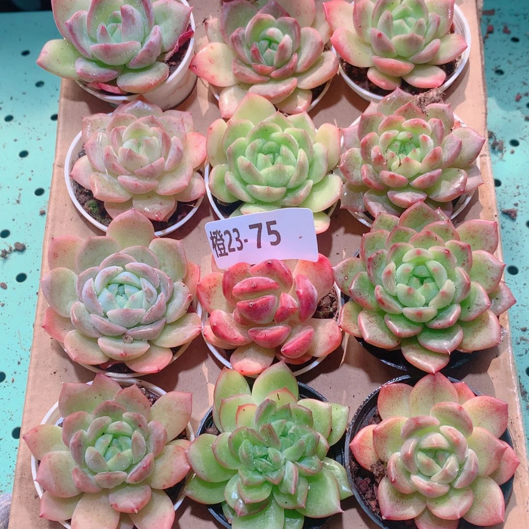 23-75一物一拍多肉带盆18颗