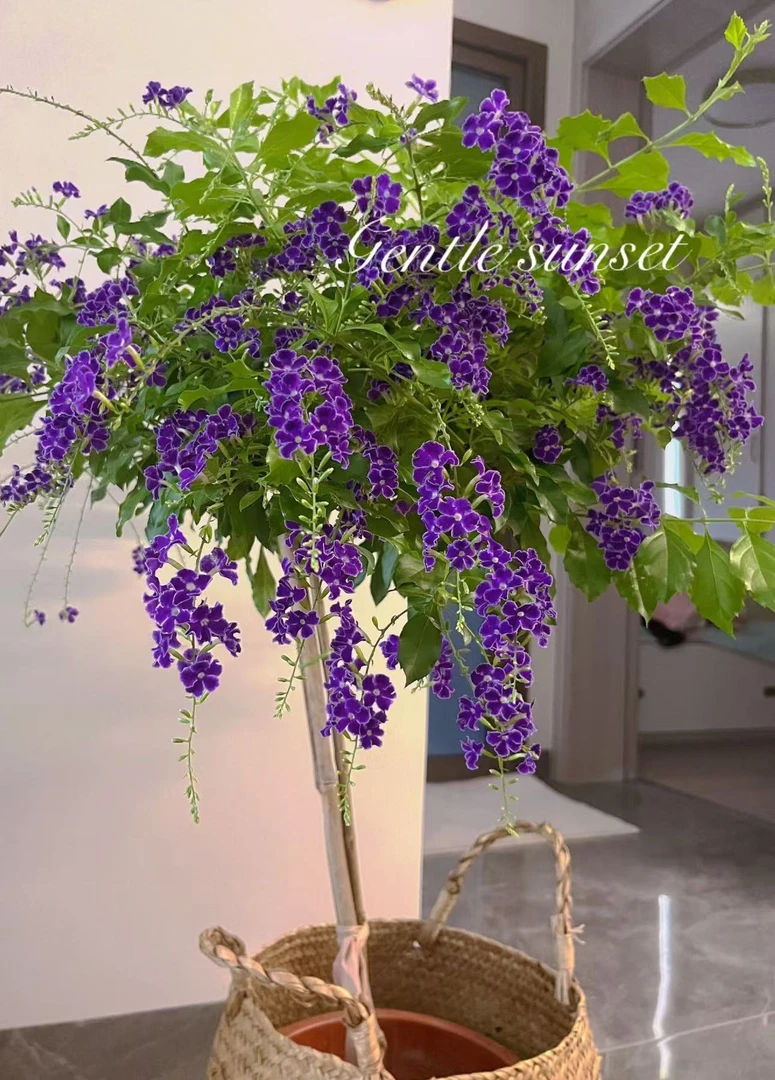 【加大加高80-1米 紫金路】带花苞带花盆大型绿植棒棒糖