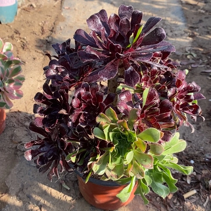 水墨丹青多肉植物15