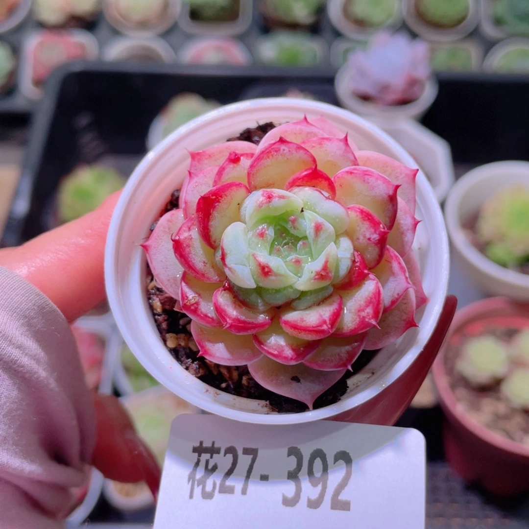 花利美27-392天鹅绒