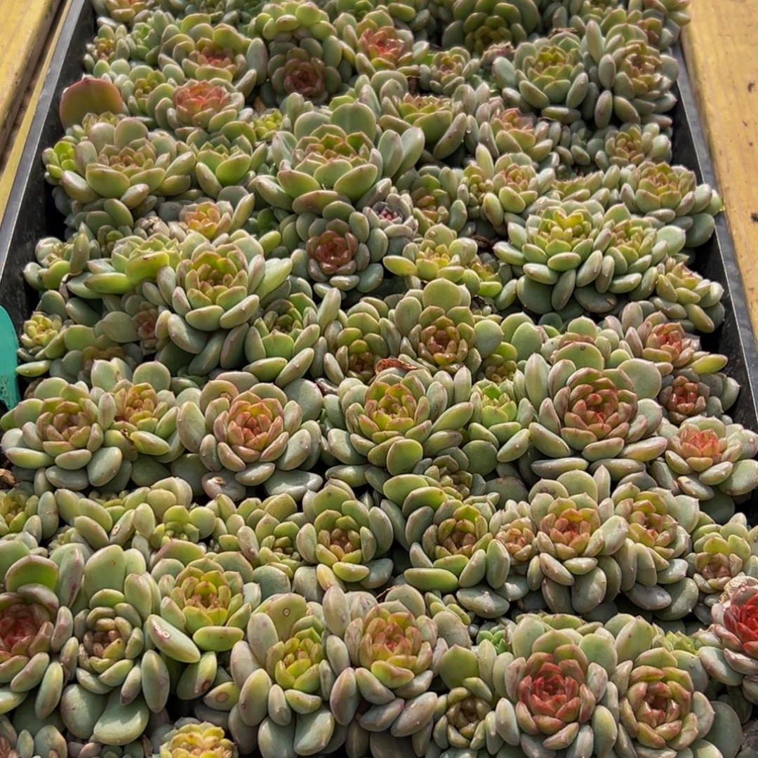 928多肉葡萄的味道是真的很好吃的