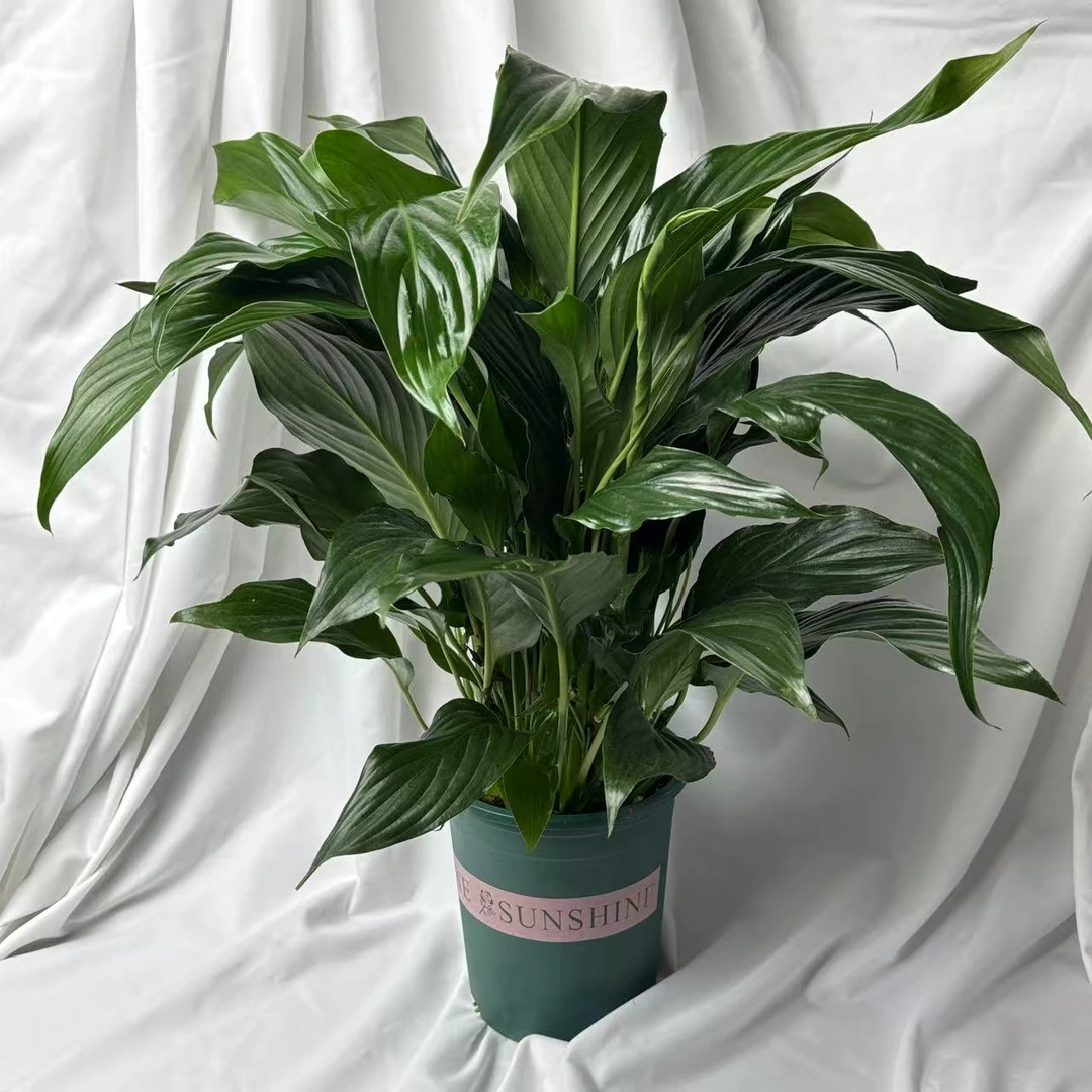 阿曼达白掌一帆风顺白鹤小型植物室内客厅书房办公室桌面四季开花