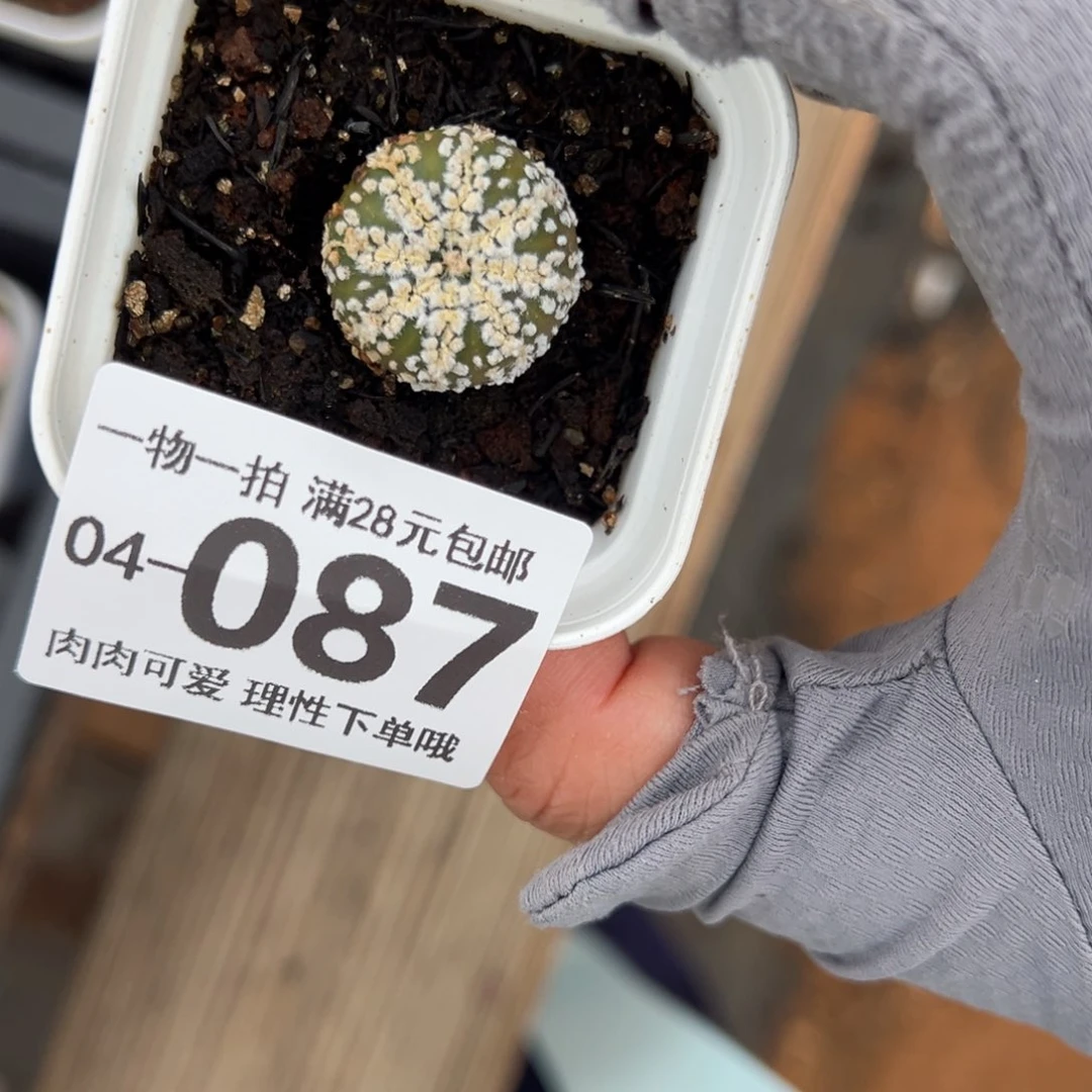 心兜多肉多肉多肉多肉