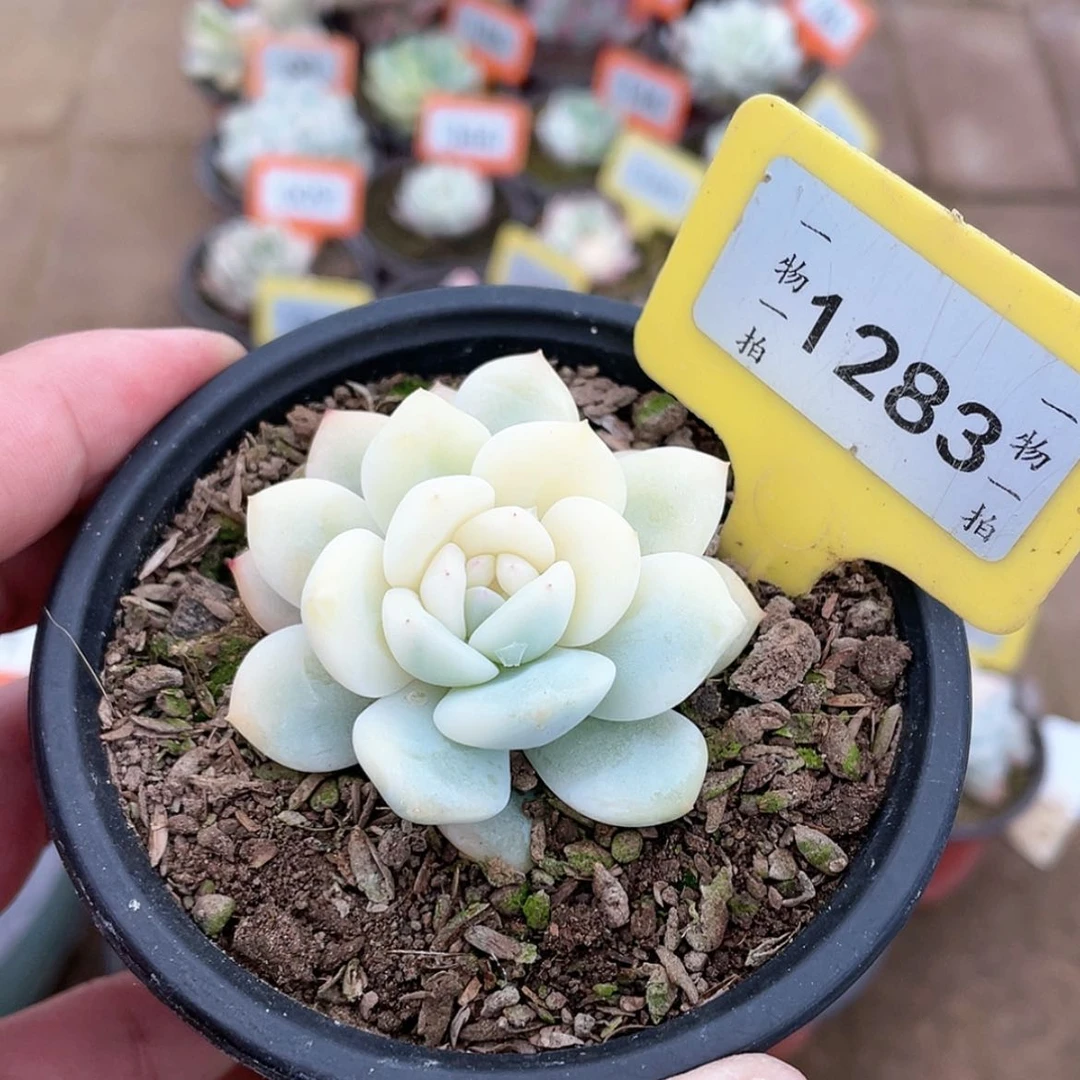 【闪购商品】1283号