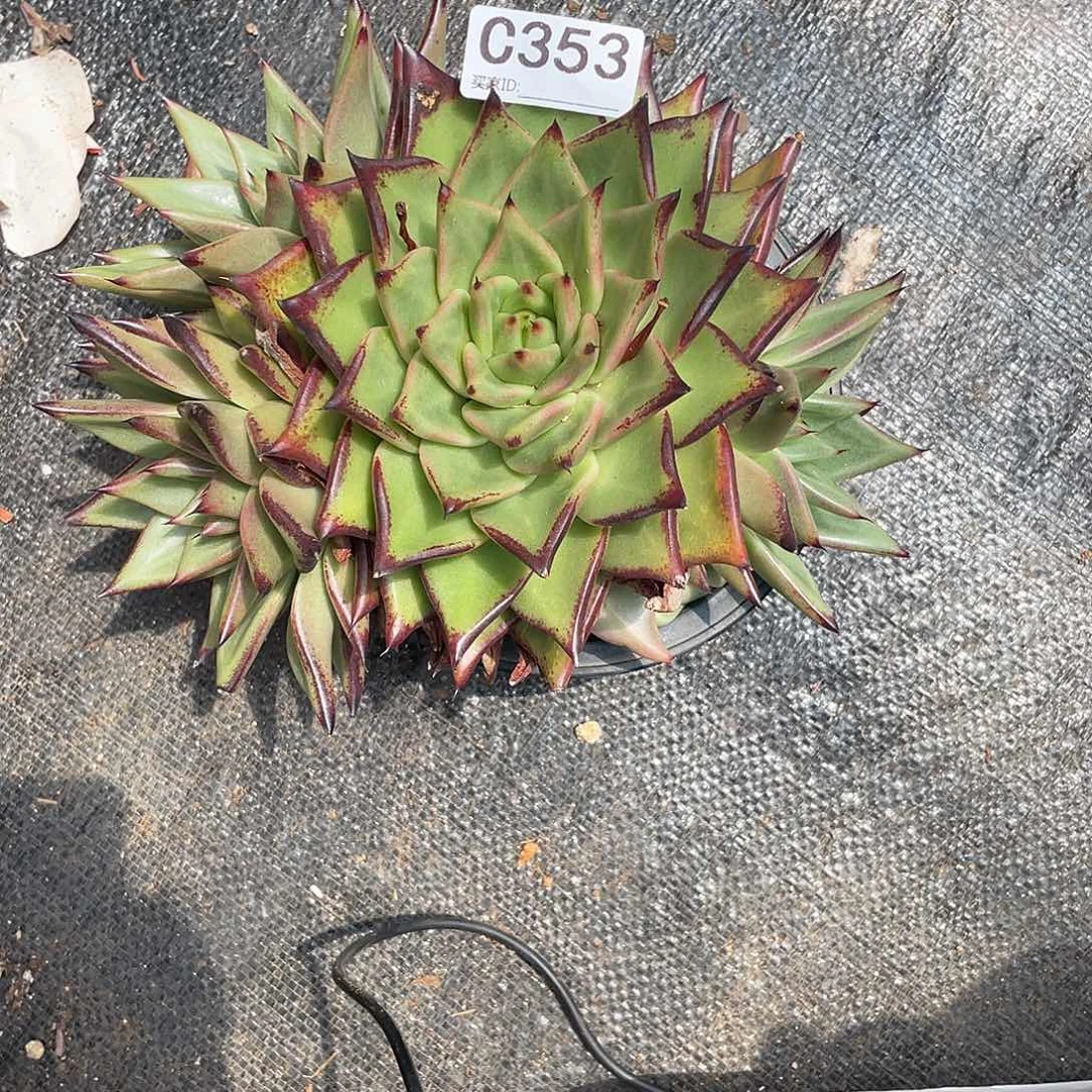 若如东云单拍C353