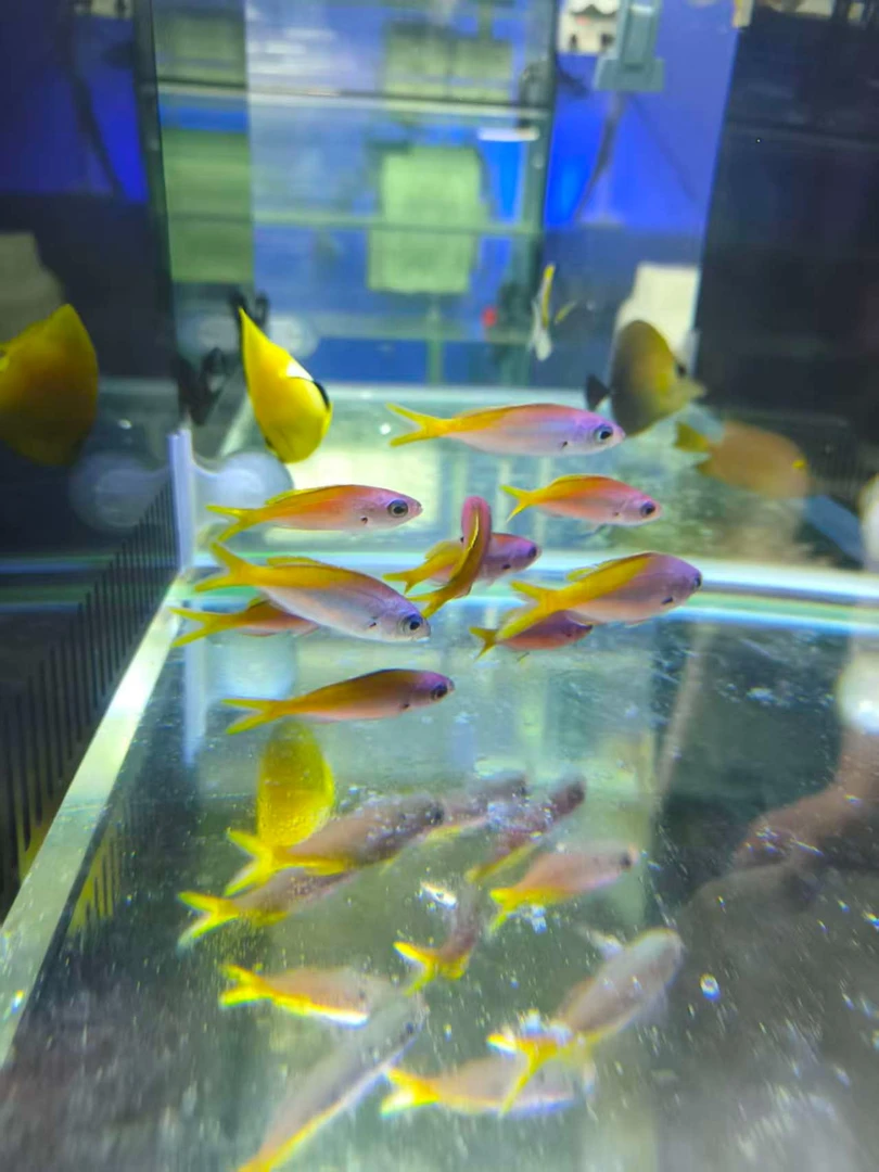 黄蓝背梅鲷海水观赏鱼已检疫健康活泼默认顺丰