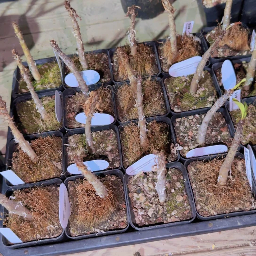 块根植物块根植物