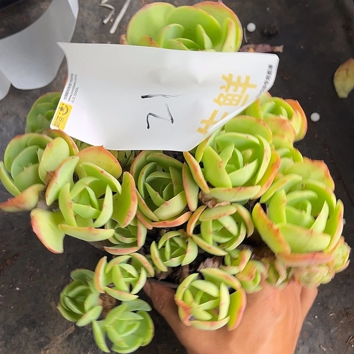 天***阔碧桃缀21号42多肉植物