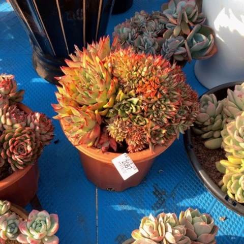 G****j2087乌木缀多肉