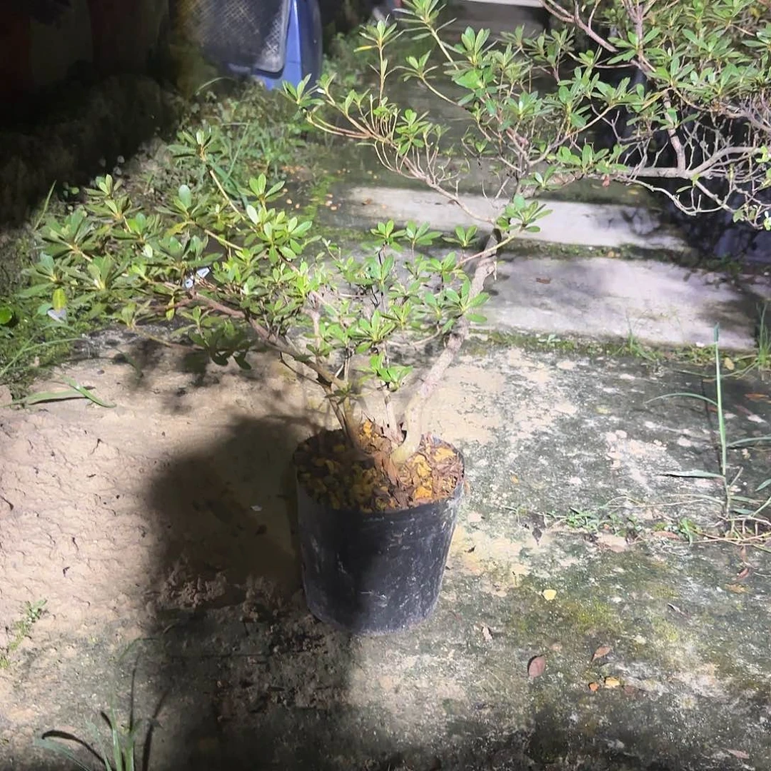 无花朵若会有花朵