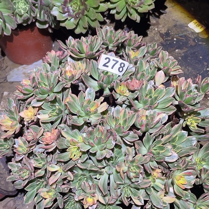 多肉植物断枝不包278甜茶