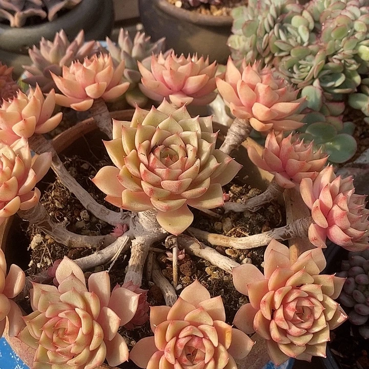 多肉植物肉肉植物