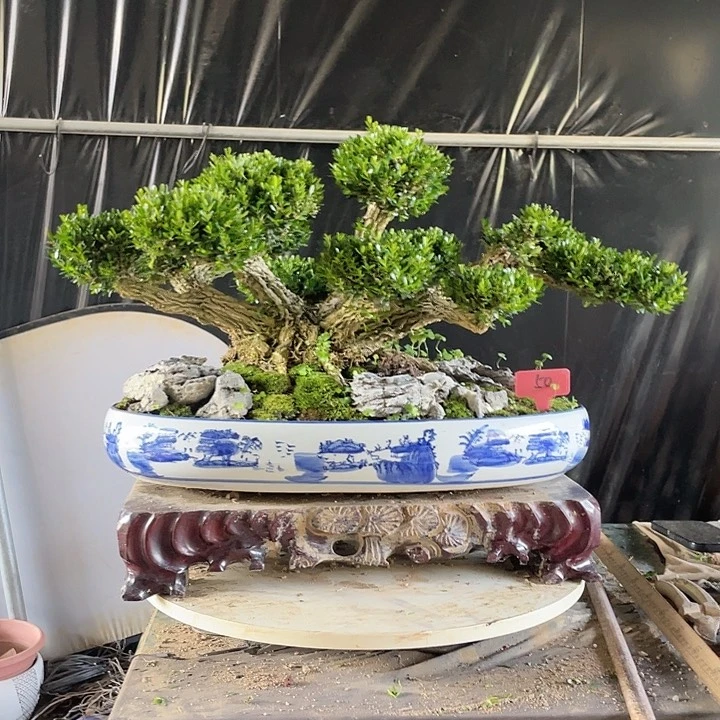 完全开放用****5黄杨盆景园林植物