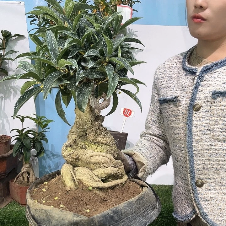 心***摘大量花朵（建议范围：8朵-15朵 或40%以上）佛11111111
