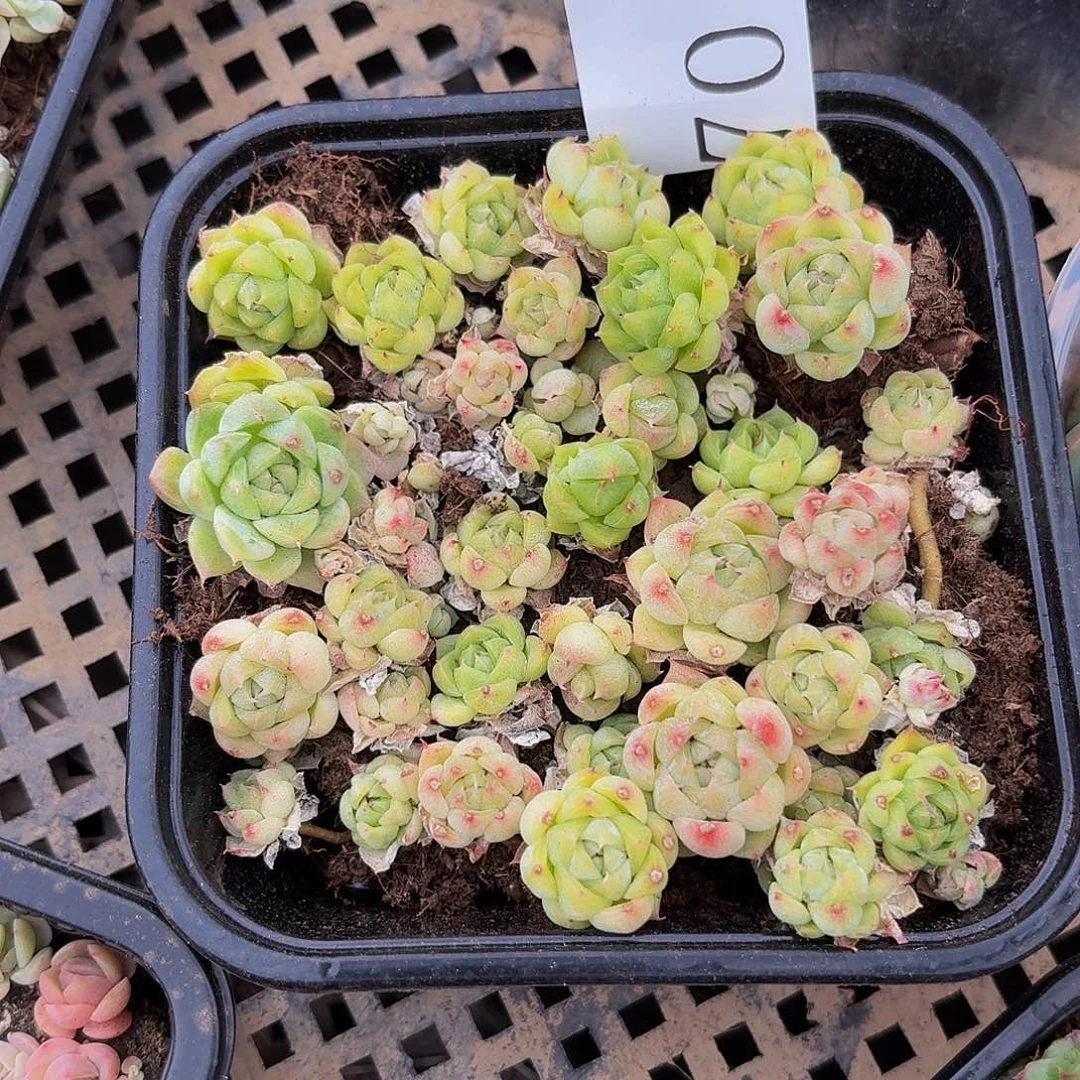 多肉植物多肉植物70