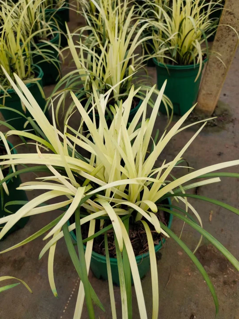 英国山麦冬纯金啤酒盆栽室内外花园好养易活耐热耐寒花镜装饰植物