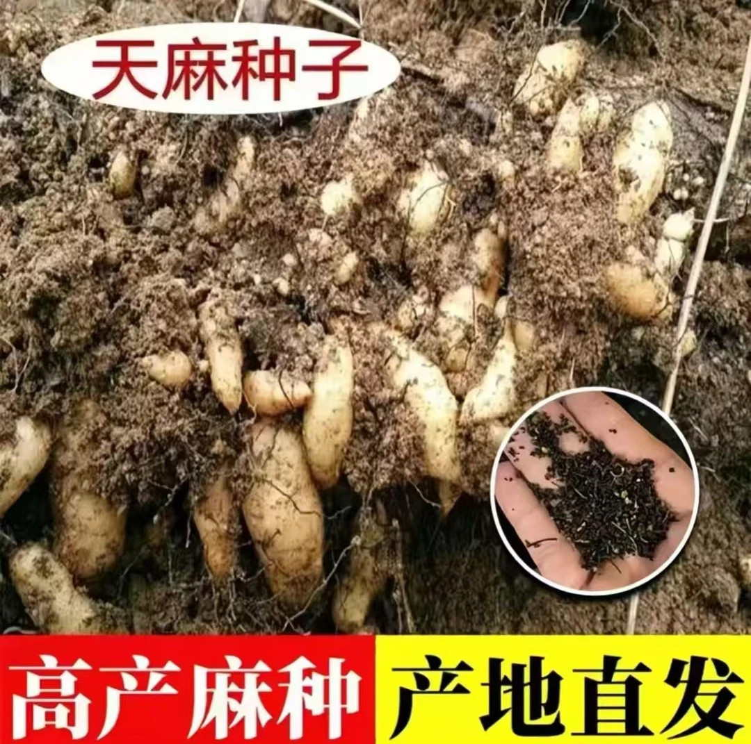 【天麻种子】四季种植盆栽阳台