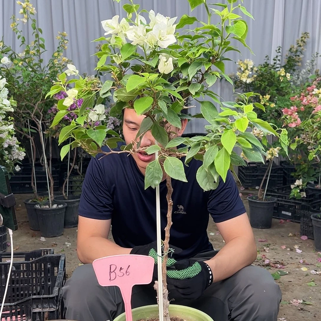小***。大部分花苞少量开放B56白狐狸