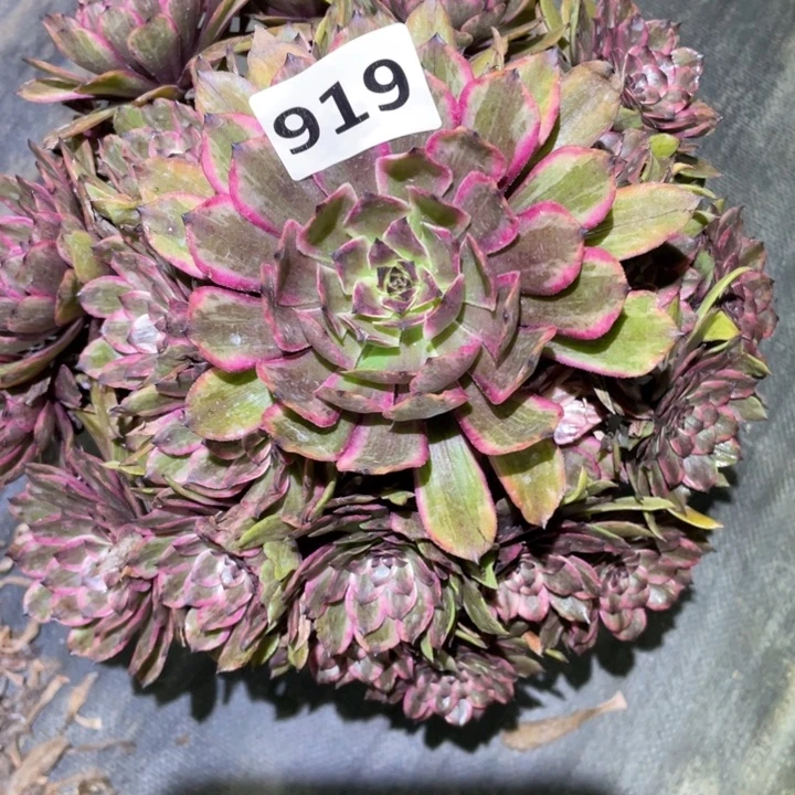 叶巴黎919号多肉植物