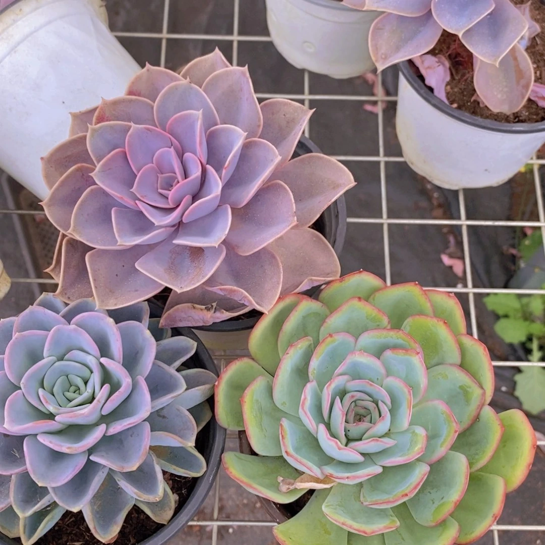 美尻➕紫丁香➕晨露 大单头各一盆